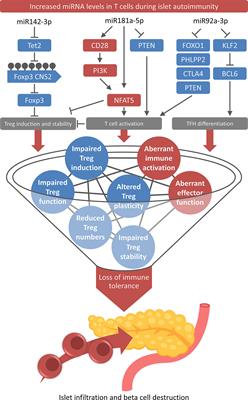 miRNA-Mediated Immune Regulation in Islet Autoimmunity and Type 1 Diabetes